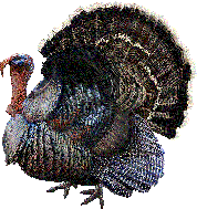 turkeygraphic