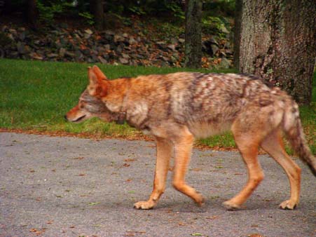 Eastern CoyWolf