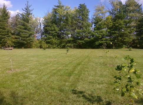 Native Ohio Trees in our yard planted Oct 2009