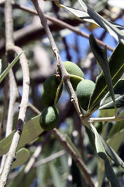 olives