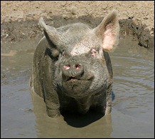 piginmudpit