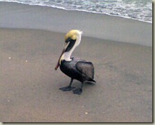 pelicanonbeach