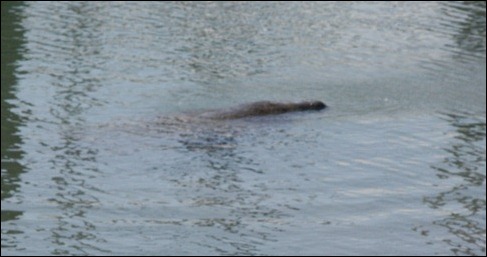 ManateeNearBoat