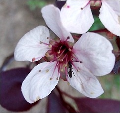 flowerant
