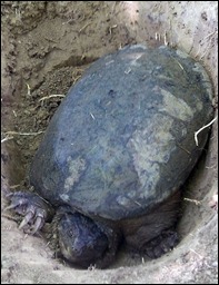 turtle120808