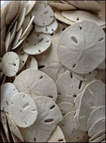 sanddollars