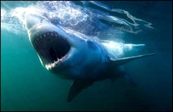 greatwhiteshark_fallow