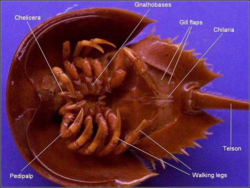 underthehorseshoecrab