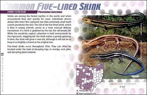 five_lined_skink_ohio