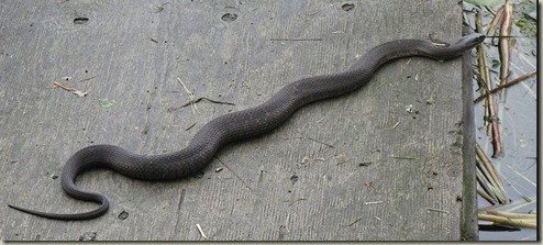 northernwatersnake