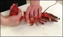 lobster3