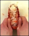 lobster6