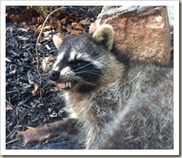 MeanRaccoon141210