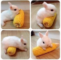 bunnycornoncob