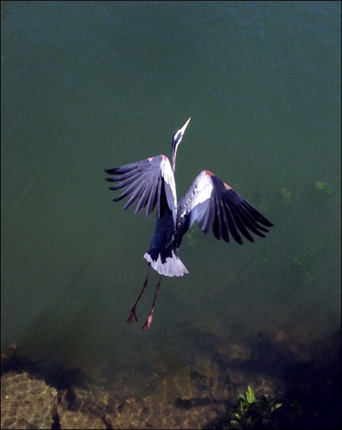 greatblueheron140317