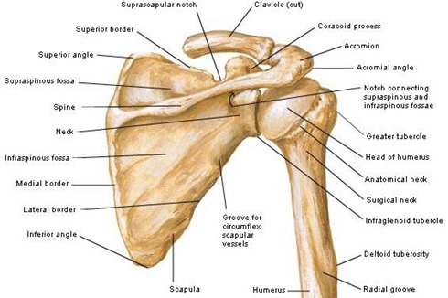 humerus_and_scapula_posteri