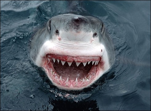 botox4greatwhiteshark