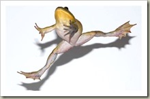 leapingfrog