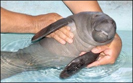 manateebaby