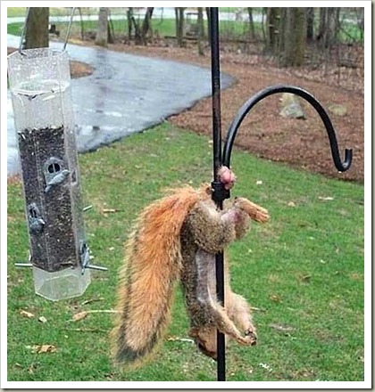 SquirrelHavingABadDayCrop