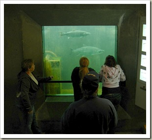 835px-Chittenden_Locks_-_fish_ladder_viewing_02