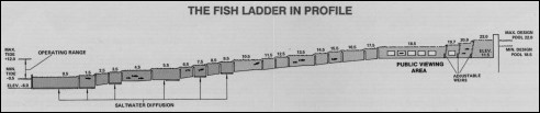 Lake_Washington_Ship_Canal_Fish_Ladder_pamphlet_-_The_fish_ladder_in_profile