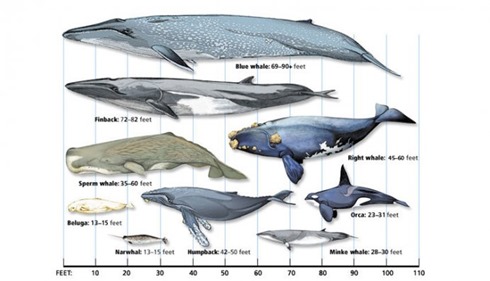 what-is-the-largest-whale-comparison-chart-full