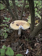 Mushroom_9892