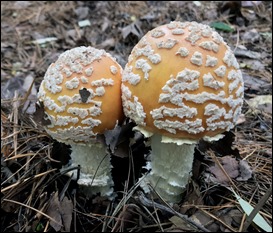 Mushrooms_9888