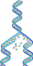 Dna-split