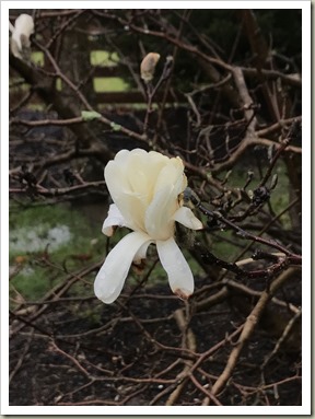 WhiteStarMagnolia180329