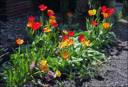 Tulips_a_190421