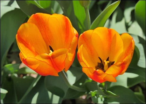 Tullips_closeup_190421