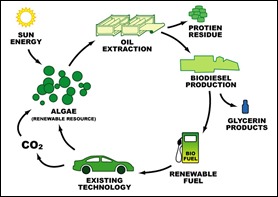 biodieselcycle