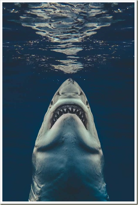 recreated-the-Jaws-movie-poster-7