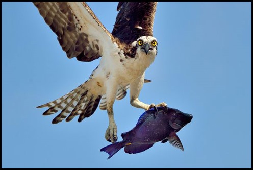 0_PAY-OSPREY-CATCH