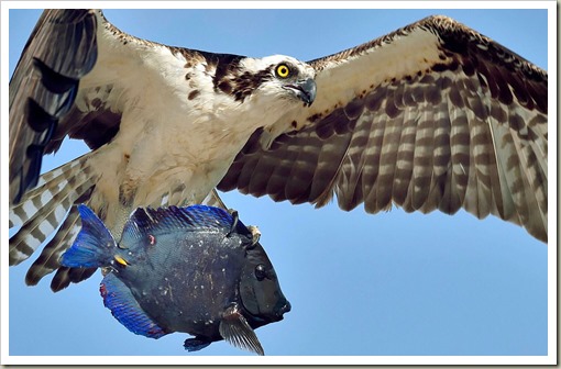 OspreyArubaBlueReefFish