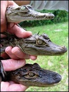 CrocCaimanAligator