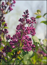 Lilacs200407