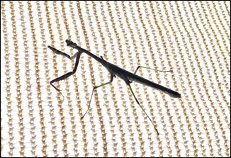 StickInsect_m