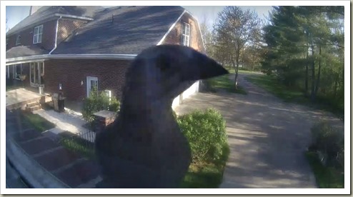 BirdCanaryCam210409