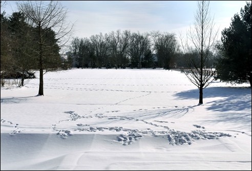 BackyardCoyoteTracks210212