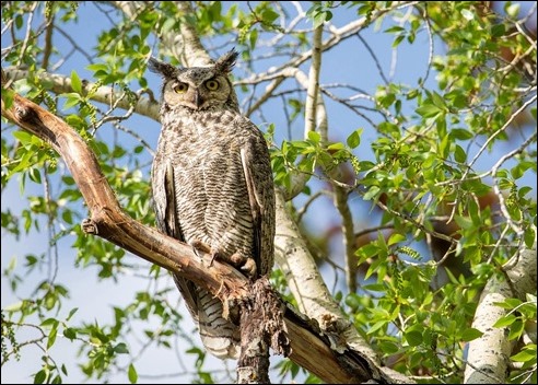 GreatHornedOwlTrees