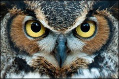 OwlEyes