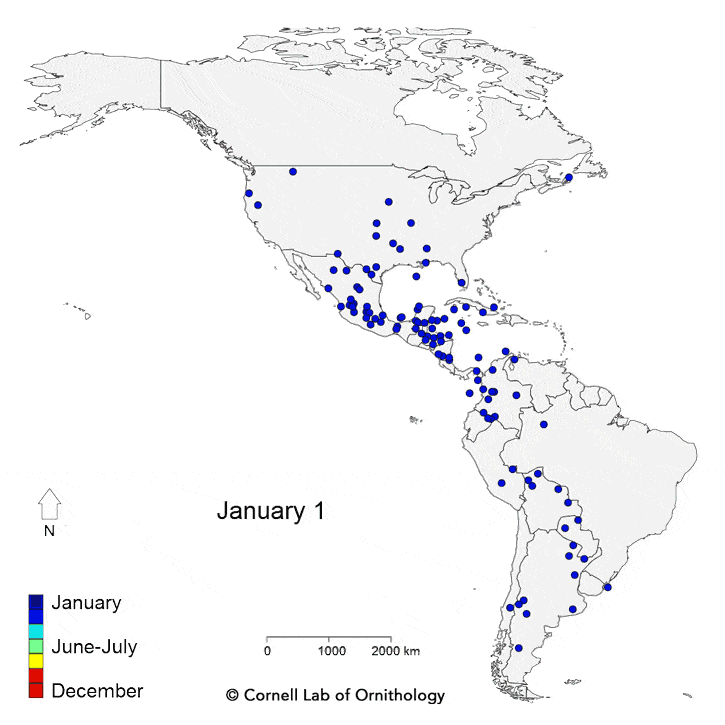 bird-migration-map