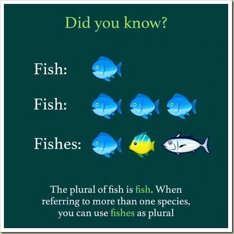 FishFishFishes