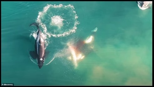 OrcasGreatWhiteSharkLiverHeartAttack
