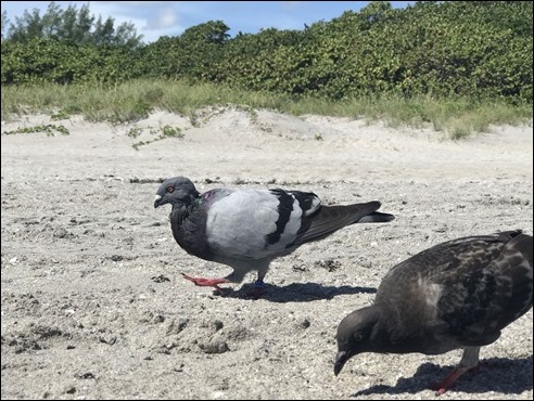 BeachPigeons