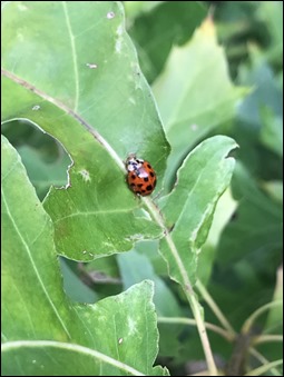 LadyBug220918