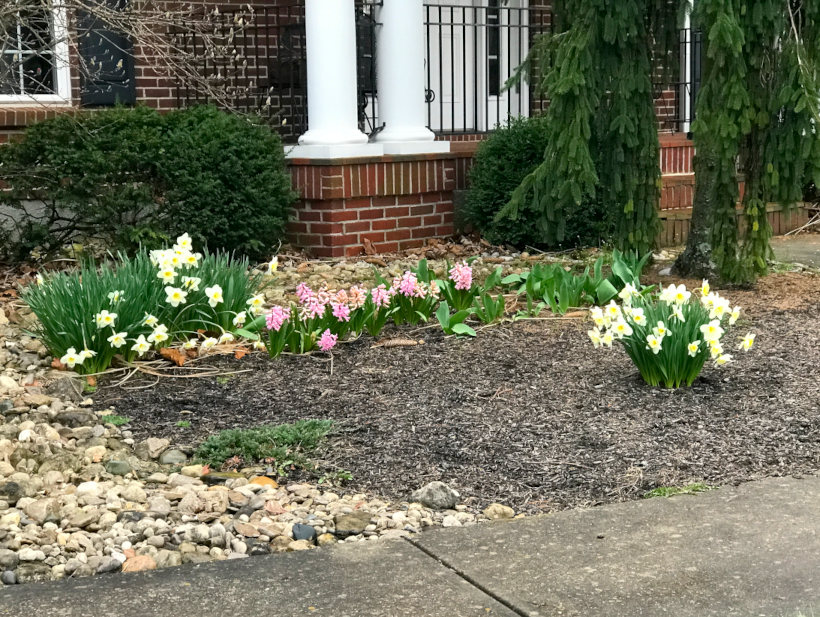 Spring flowers have sprung in 2023